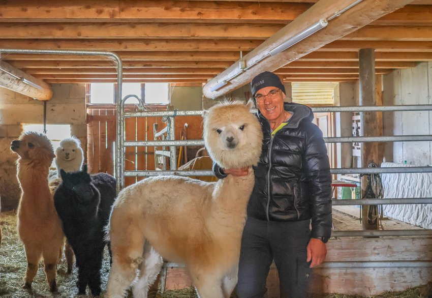 Besuch bei den Alpakas